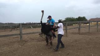 Curacao Ostrich Farm - Ostrich Ride