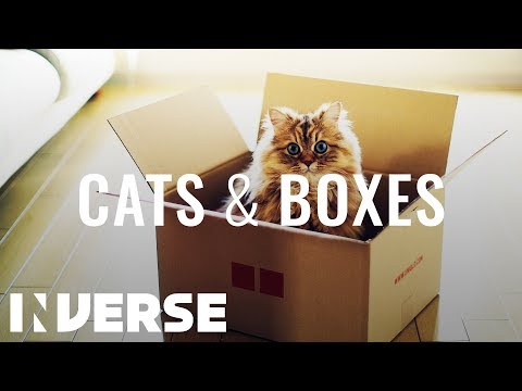Why Cats Love Cardboard Boxes | Inverse