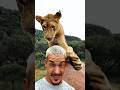 Nayla The Bully Lion Wildlife Deanschneider
