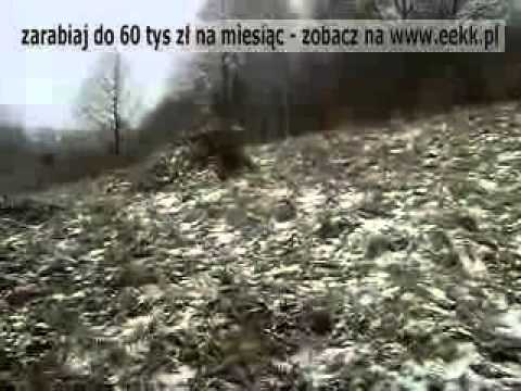 Chybiony strzał w Dzika podczas polowania.