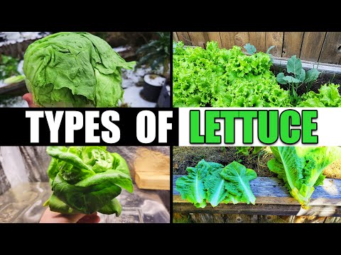 , title : 'The 4 Types Of Lettuce - Garden Quickie Episode 121'