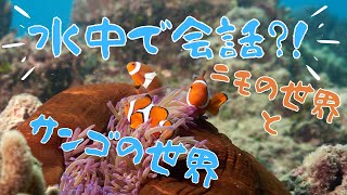 【サンゴ礁講座】サンゴとクマノミの生態　グレートバリアリーフ　ケアンズ  オーストラリア　ファインディングニモでは語られていない真実とは！カシオ ロゴーシズ利用