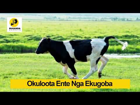 Okuloota Ente Nga Ekugoba  - Ebirooto Namakulu Gaabyo - Buganda Ekkula #Shorts