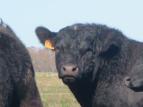 Cabaña San Roman - Rauch - Toros Remate 23/09/2021