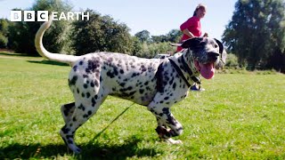 Puppy Tries To Steal Food From A Picnic | Wonderful World of Puppies | BBC Earth