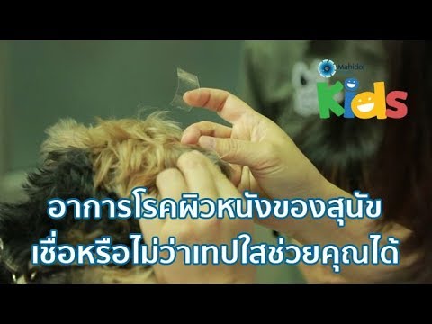 การเพิ่มความอ่อนแอในผู้ชาย แรง PY ที่แตกต่างกัน