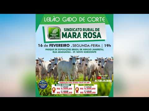 LEILÃO GADO DE CORTE - SINDICATO RURAL DE MARA ROSA 16/02/2026
