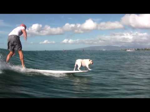 Surfing English Bulldog