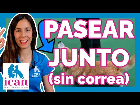 🔥The SECRET to Walking Your Dog Off a Leash 🚶‍♂️ (Step by Step)