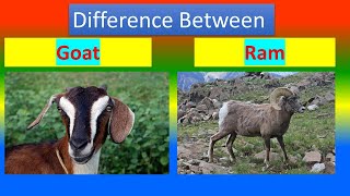 Difference Between Goat and Ram