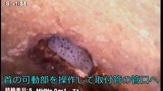 80_本管から取付管を調査するシステムRV－SAT　取付管映像