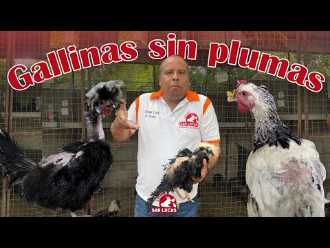 , title : '¿Por qué a mi gallina se le caen las plumas? | Granja San Lucas'