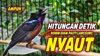 Download lagu KOLIBRI NINJA GACOR FULL MATERI ISIAN KASAR MEWAH !! PANCINGAN KONIN BAHAN AGAR CEPAT EMOSI mp3
