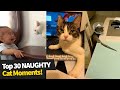 Top 30 NAUGHTY Cats Compilation 2021 | Evil Cat Moments