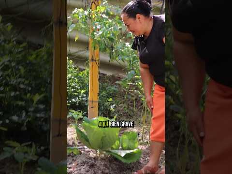 #NuestrasVidasAlCentro Orbelina, lideresa y productora de Santa Cruz Michapa, Cuscatlán