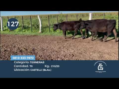 Lote Hembras - Castelli Bs As