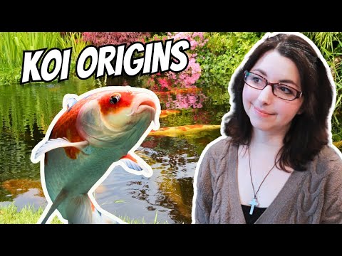 Koi Origins 🐠 History of the Koi Fish