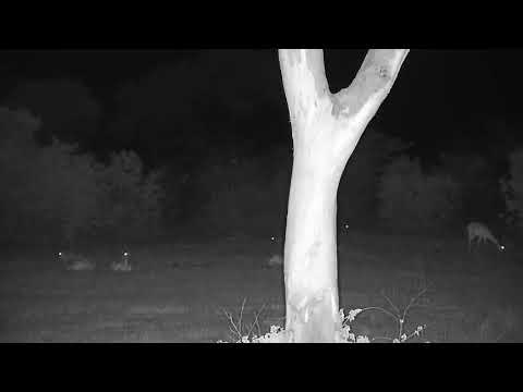 Djuma: Impalas resting and grazing - 00:32 - 11/05/21