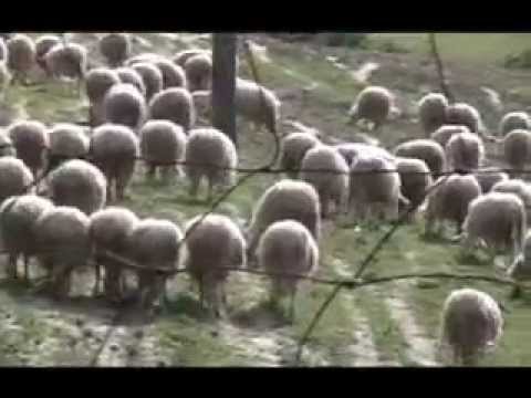 Il Borgo di MAZZOLLA - by Volterra Television