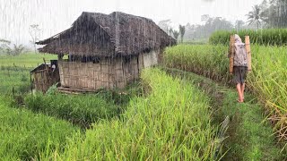 Download lagu SUMPAH INDAH! Hujan Deras Gemuruh Guntur Mengguyur Kampung Yang Tenang, Sejuk Dan Indah Alam Desanya mp3