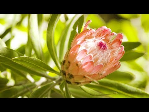 The Garden Gurus - Proteas