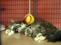 Gray And White Mama Cat Feeds Her Babies AVI
