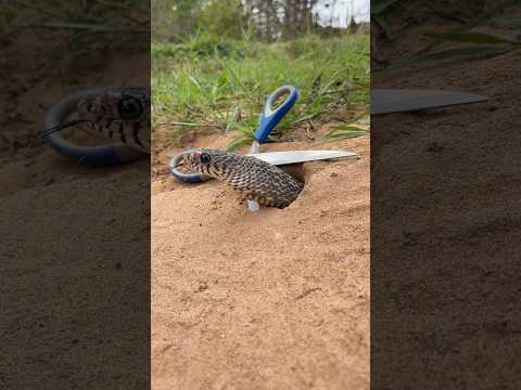 Simple Easy Snake Trap using Scissors 