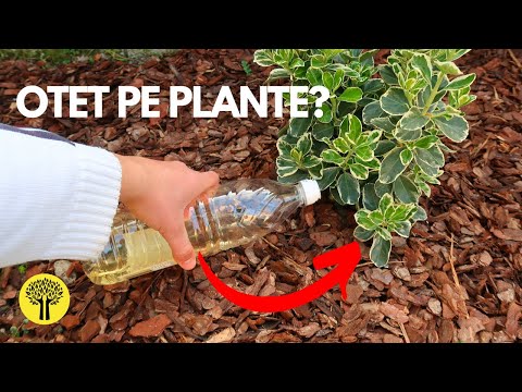 tratamentul foametei varicoase