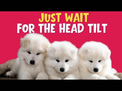 Play This for Your Pup and Watch What Happens! 🐶