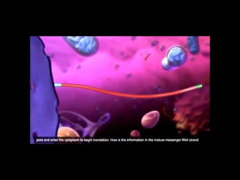 Transcripción y Traducción en eucariotas