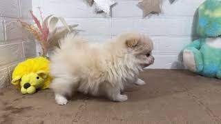 ハーフ犬の動画01