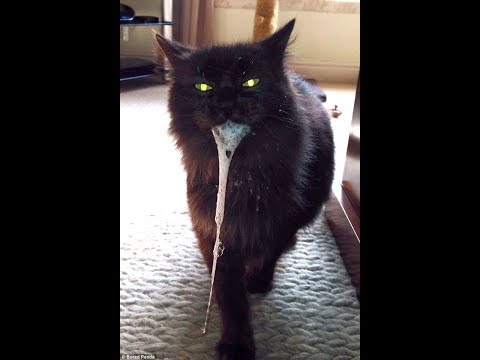 Scared owner trapped in house by possessed cat.