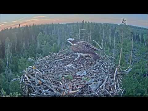 Osprey Mom returns to the nest with a branch