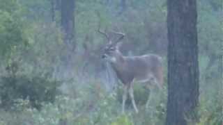 preview picture of video '8 Point Buck, Good Brow Tines, East Texas, Montgomery County, 2011, Whitetail Deer'