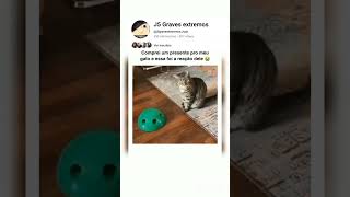 Comprei um presente pro meu gato e essa foi a reação dele