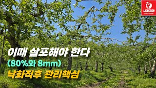 [사과재배] 초기 관리가 가을을 결정 지을 수 있다/ 주요사항 안내