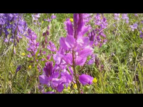 Polygala major (Medicinal herb)