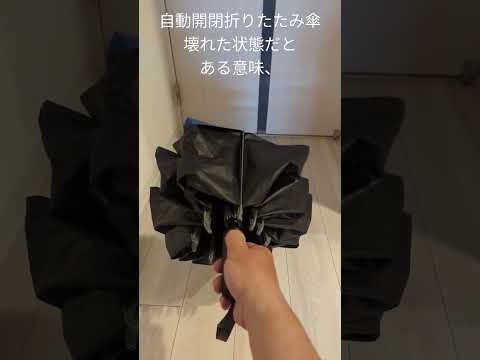 園芸 掌状シネレシス、丈夫な傘植物