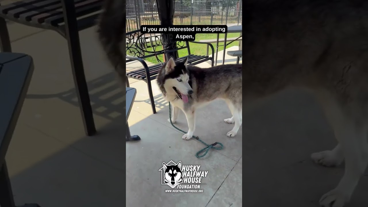 Enlarge Aspen, a Adoptable Husky in Eufaula, OK video 6/6