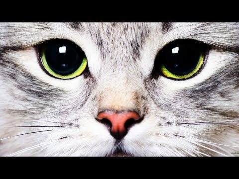 I GATTI SONO BRUTTE PERSONE