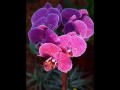 Kauan - Orkidea 
