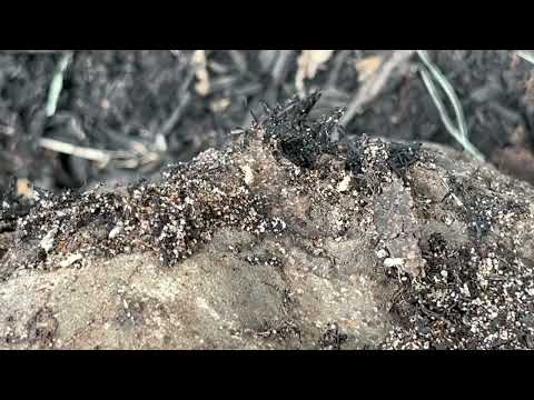 Found A Lot of Subterranean Termites in Mulch Bed in South Bound Brook, NJ