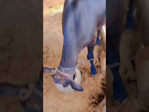 tane khatke eno varo😲🤩 #viral #shortvideo