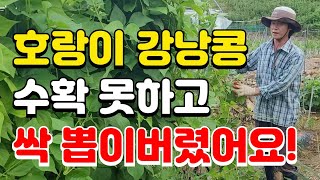 호랑이강낭콩 폭삭망했어요. 어떻게 이렇게 한개도 안열릴수가 있죠? 콩넝쿨 다 철거했어요TT