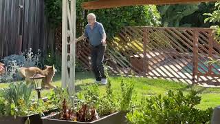 Video preview image #1 German Shepherd Dog-Unknown Mix Puppy For Sale in Cupertino, CA, USA