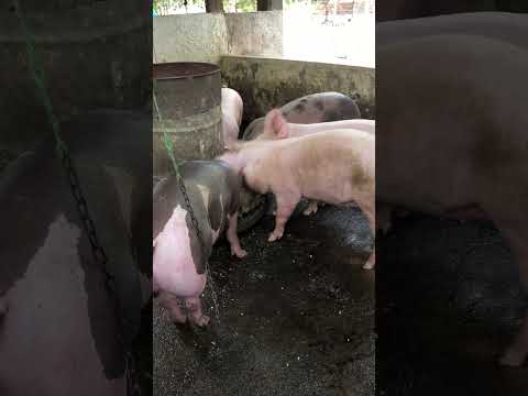 Granja gf suinos em Itapipoca Ce a máquina da suinocultura do nordeste 🚀🚀🚀🚀