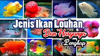 Download lagu JENIS-JENIS IKAN LOUHAN DAN HARGANYA TERBARU 2022 mp3 Download lagu JENIS-JENIS IKAN LOUHAN DAN HARGANYA TERBARU 2022 mp3