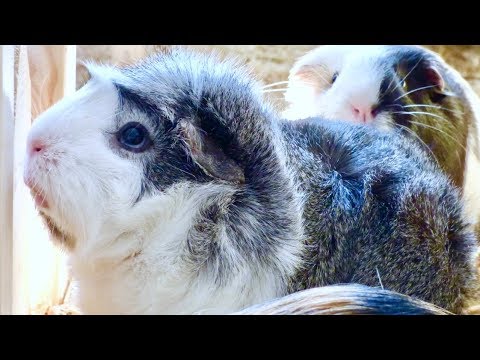 Earning Your Guinea Pig's Trust | Tips For Taming