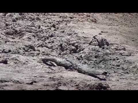 Djuma: Water Monitor Lizard moving around and Birds are not happy - 10/28/20