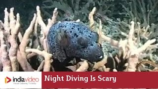 Night Diving is Scary 